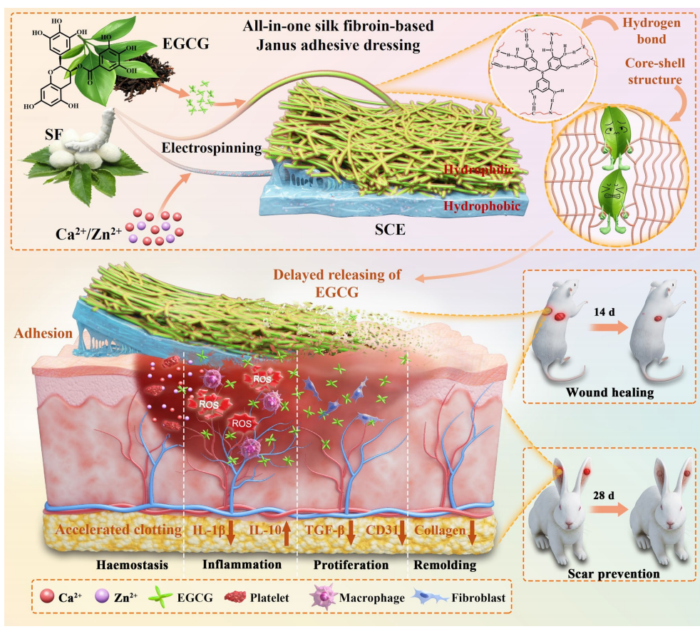 南方科技大学郭金山教授&胡志奇教授等人：基于丝素蛋白的Janus粘性敷料，实现无疤痕伤口愈合的顺序微环境调节